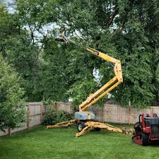 Best Root Management and Removal  in Hobart, IN